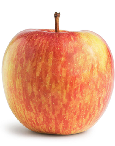 Fuji-Apfelbaum auf MM106, wurzelnackt