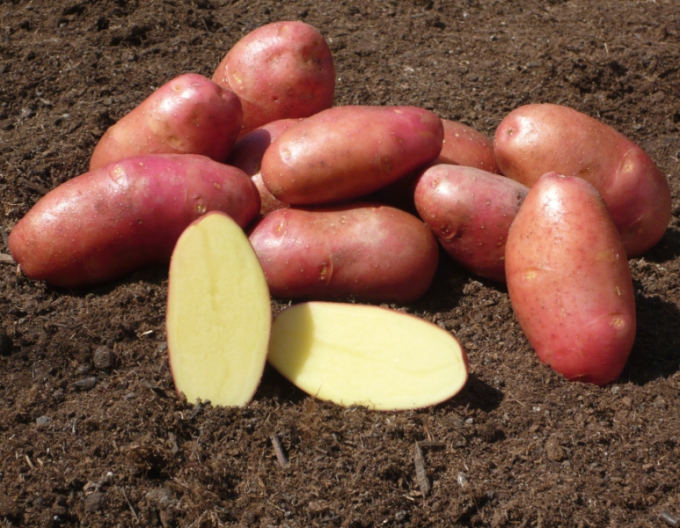 Pflanzkartoffeln Red Scarlett 5kg