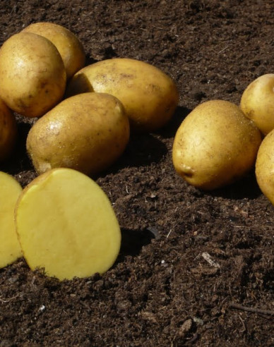 Pflanzkartoffeln Sunita 5kg