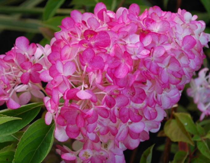 Rispenhortensie Sundae Fraise