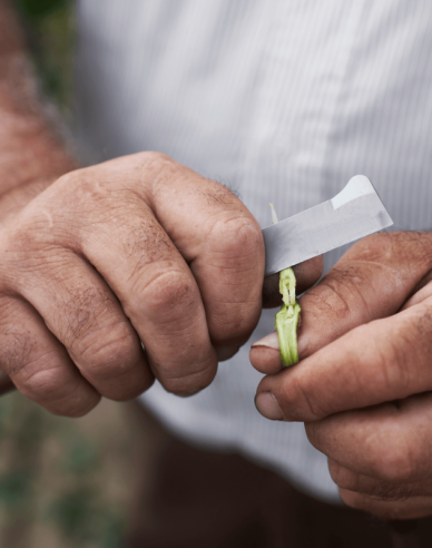 FELCO 512 Veredelungsmesser