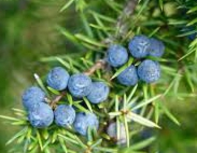 Wacholder (Juniperus communis) (Juniperus communis)