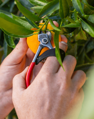 FELCO 330 Obstschere