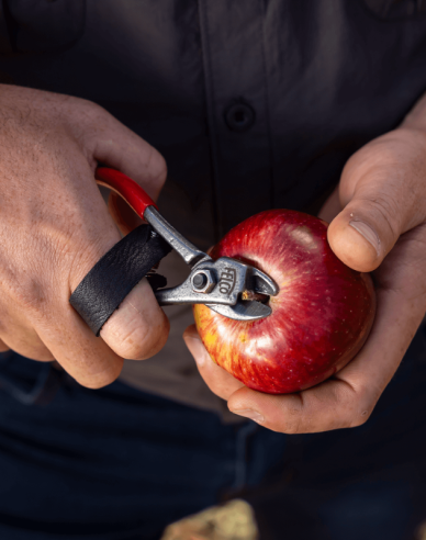 FELCO 330 Obstschere