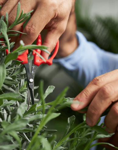 FELCO 420 Präzisions-Trimmschere