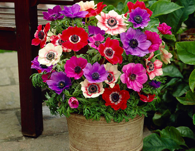 Anemone Mix