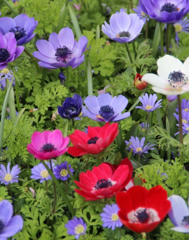 Anemone Mix