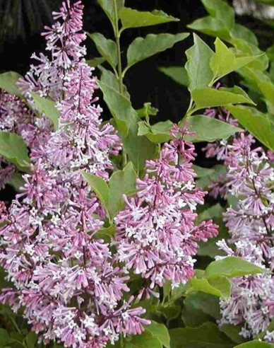 Breitwüchsiger Flieder Miss Kim