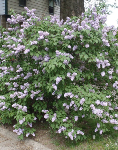 Breitwüchsiger Flieder Miss Kim