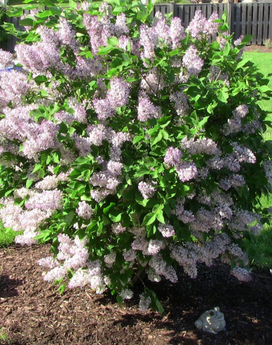 Breitwüchsiger Flieder Miss Kim