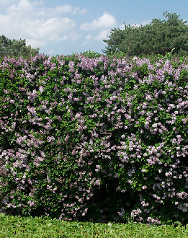 Breitwüchsiger Flieder Miss Kim