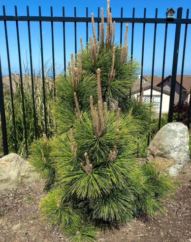 Thunberg-Kiefer Thunderhead