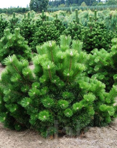 Thunberg-Kiefer Thunderhead