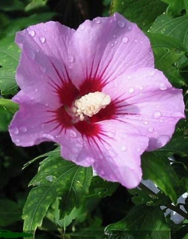 Garten-Eibisch Aphrodite