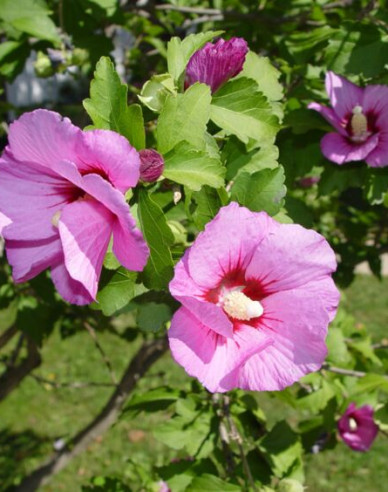 Garten-Eibisch Aphrodite