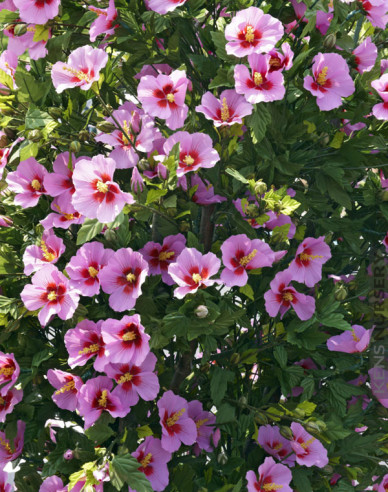 Garten-Eibisch Aphrodite