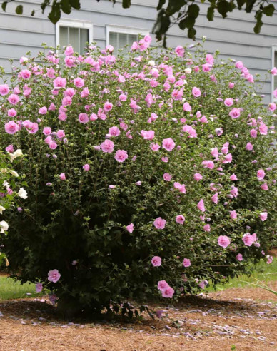 Garten-Eibisch Aphrodite