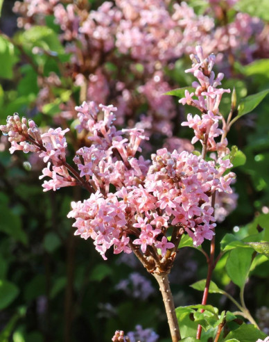 Meyers Flieder Flowerfesta Pink