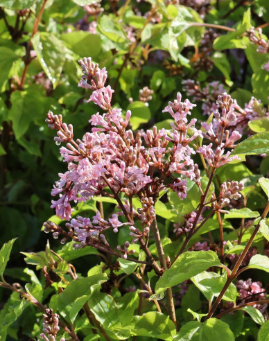 Meyers Flieder Flowerfesta Pink