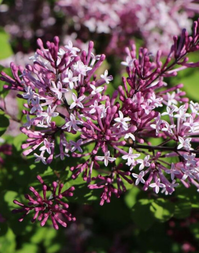 Meyers Flieder Pixie Red