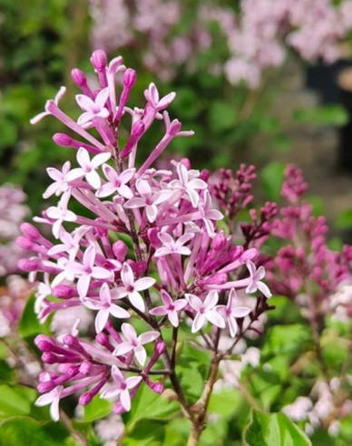 Meyers Flieder Pixie Red