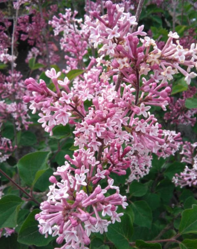 Meyers Flieder Pixie Red