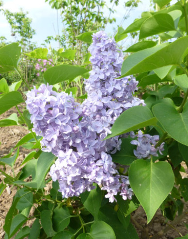 Gewöhnlicher Flieder Carpe Diem