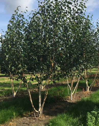 Himalaya-Birke JACQUEMONTII