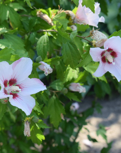 Garten-Eibisch Hamabo