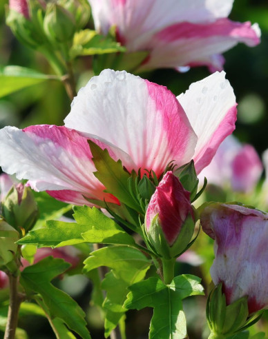Garten-Eibisch Hamabo