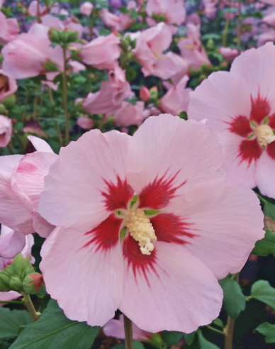 Garten-Eibisch Hamabo