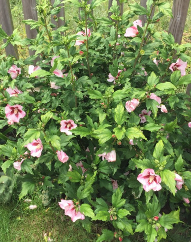 Garten-Eibisch Hamabo