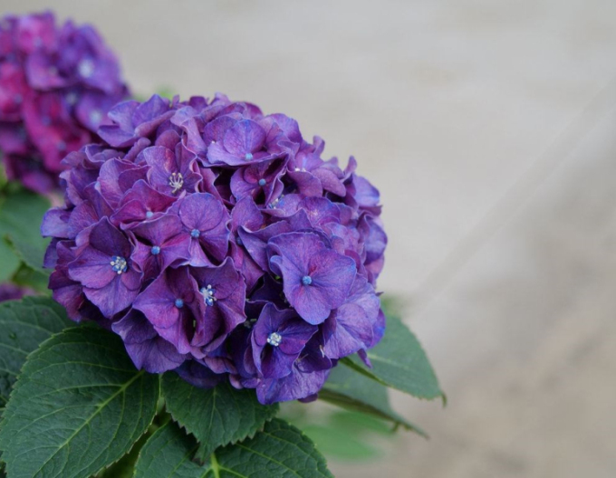 Garten-Hortensie Little Purple