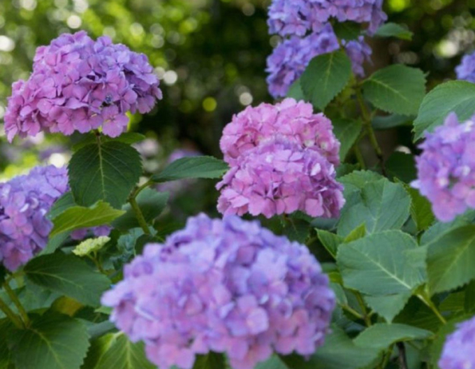 Garten-Hortensie Little Purple