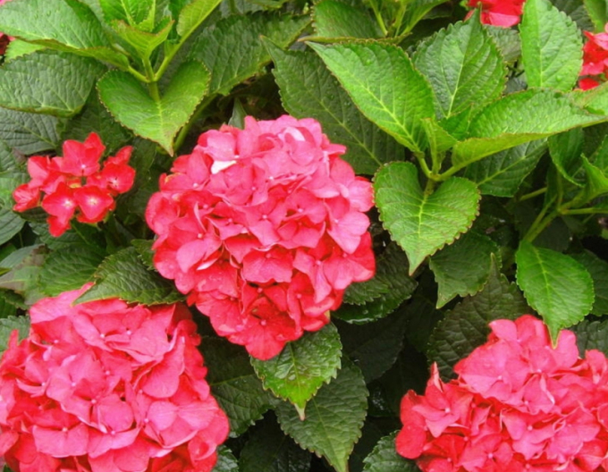 Garten-Hortensie Little Red