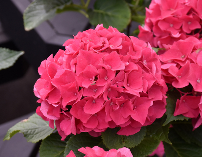 Garten-Hortensie Little Red