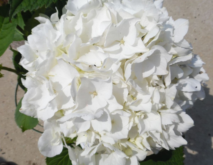 Garten-Hortensie Soeur Therese