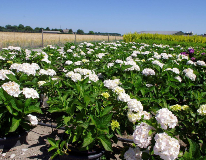 Garten-Hortensie Soeur Therese