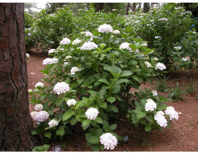 Garten-Hortensie Soeur Therese