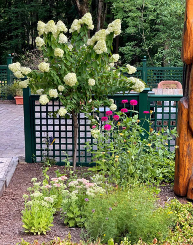 Hortensie Fraise Melba Stämmchen