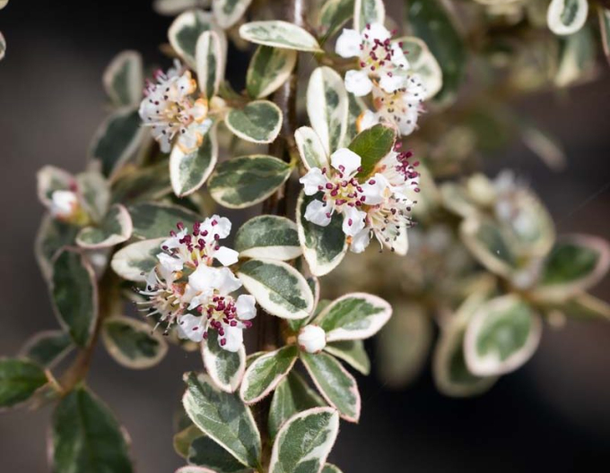 Zwergmispel Juliette - Stämmchen