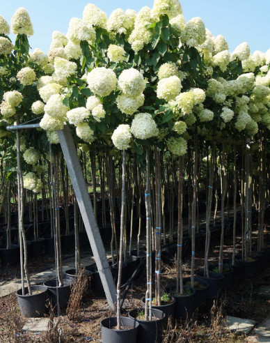 Hortensie Limelight - Stämmchen