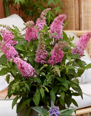 Budleja davidii Little Pink Zwerg