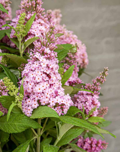 Budleja davidii Little Pink Zwerg