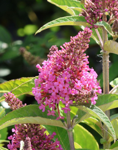 Budleja davidii Little Pink Zwerg