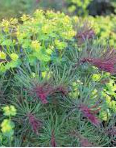 Zypressen Wolfsmilch Fens Ruby