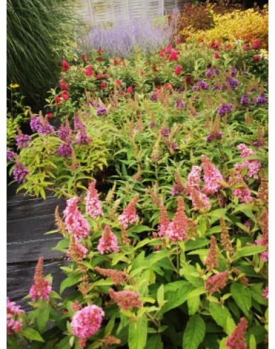 Budleja davidii Little Pink Zwerg