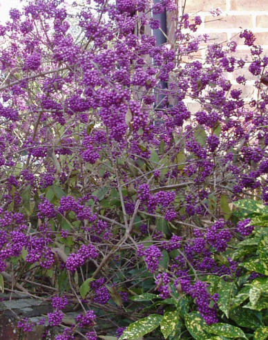 Schönfrucht Giraldii