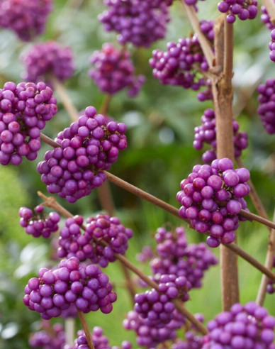 Schönfrucht Giraldii