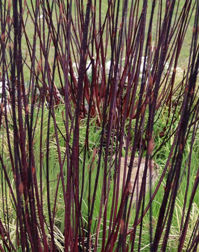 Weißer Hartriegel Kesselringii